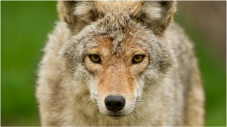 A man in North Carolina strangled a coyote to death after being attacked. What are the details of the situation? Are coyotes dangerous? (Credit: Getty Images Creatives)
