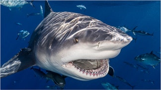A massive shark was filmed obliterating a fish being reeled in. Watch the incredible video. (Credit: Getty Images Creatives)