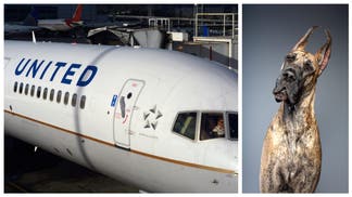 UNITED AIRLINES GREAT DANE