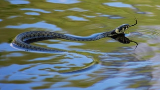 viral video shows snake bite man in the penis