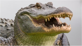 A woman in Florida was killed in an alligator attack. What are the details of the event? Are alligators dangerous? (Credit: Getty Images Creatives)