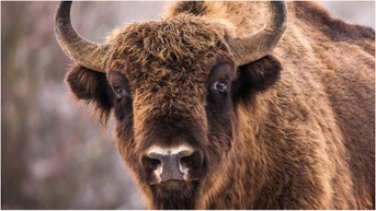 A tourist was gored by a bison in Yellowstone National Park. What are the details of the situation? (Credit: Getty Images Creatives)