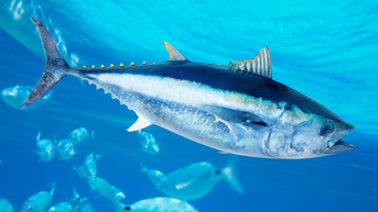 Texas Man Lands Record-Breaking, 884-Pound Bluefin Tuna