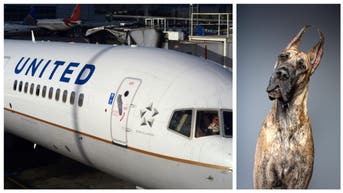 UNITED AIRLINES GREAT DANE