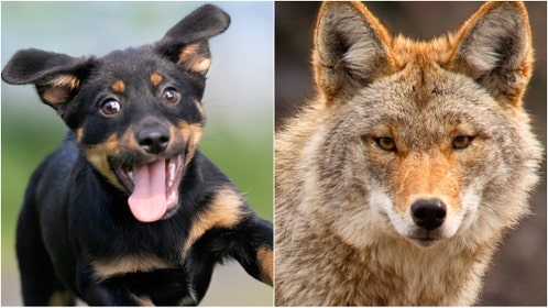 A dog was filmed fighting off multiple coyotes. Watch the incredible video. How dangerous are coyotes. (Credit: Getty Images Creatives)