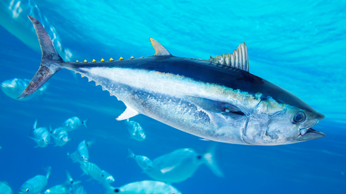 Texas Man Lands Record-Breaking, 884-Pound Bluefin Tuna