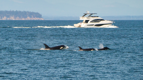 Orcas Are Attacking And Sinking Yachts In The Strait Of Gibraltar