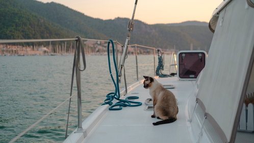 Man Quits His Job To Sail Around The World With His Cat