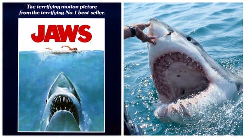 JAWS MOVIE SHARKS