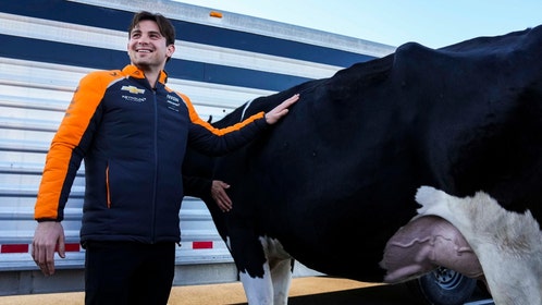 Pato O'Ward and a cow