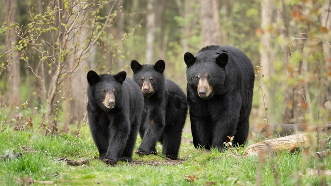 A bear destroyed a vehicle in California. (Credit: Getty Images Creatives)