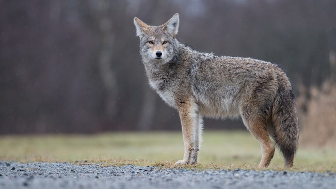 A North Carolina man had to kill a coyote during an attack. (Credit: Getty Images Creatives)