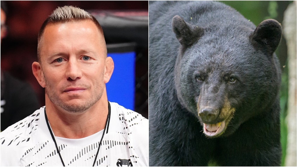 UFC legend Georges St-Pierre sparked outrage after killing a bear, and he had the perfect response to woke losers complaining. What did he say? (Photo by Chris Unger/Zuffa LLC and Getty Images Creatives)