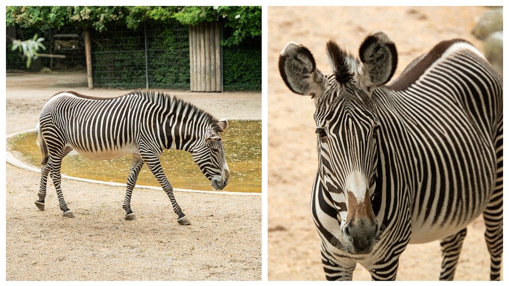 ZEBRA