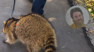 cowboy cody raccoon bar