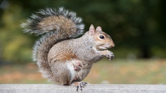 SQUIRREL