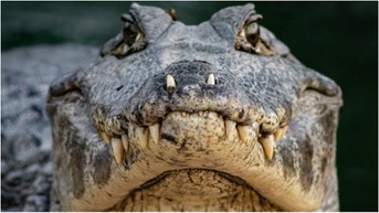 A massive alligator was filmed on a golf course in Palmetto, Florida. Watch the video. (Credit: Getty Images Creatives)