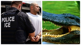 ALLIGATOR ALCATRAZ FLORIDA ICE