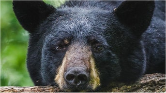 Man finds multiple bears in his car. (Credit: Getty Images Creatives)