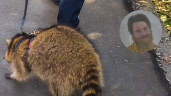 cowboy cody raccoon bar