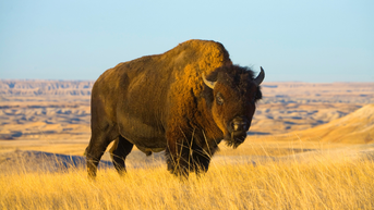 
Tourist Gored At Yellowstone National Park After Getting Too Close To Bison