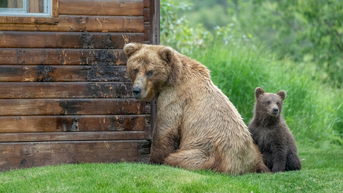 Bears Break Into Lake Tahoe Cabin And Raid The Fridge For Snacks: WATCH