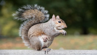 SQUIRREL