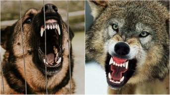 A German Shephard chased after a wolf in Yellowstone National Park before coming to its senses. Check out awesome photos of the event. (Credit: Getty Images Creatives)