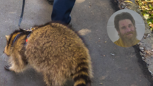 cowboy cody raccoon bar