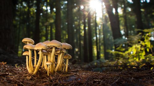Hikers Trip On Shrooms, Call 911 To Report Their Friend Died (He Did Not)