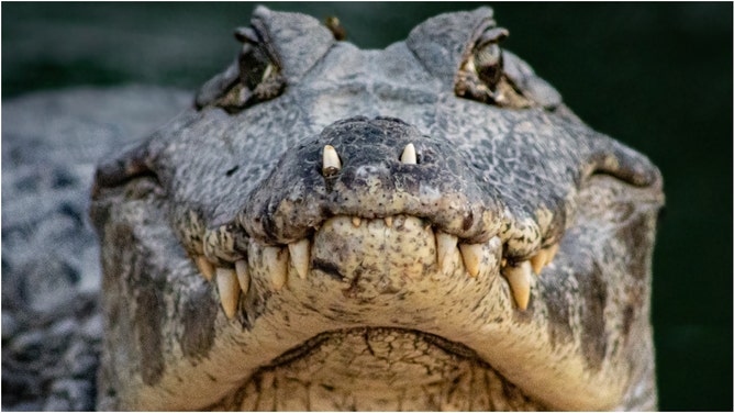 A massive alligator was filmed on a golf course in Palmetto, Florida. Watch the video. (Credit: Getty Images Creatives)