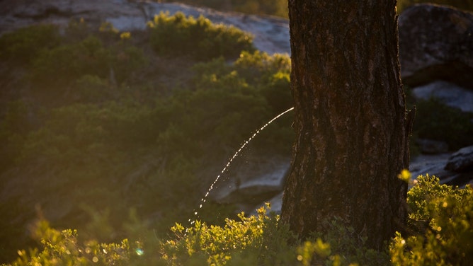 new mexico high school jv baseball player will not be charged for peeing in water cooler