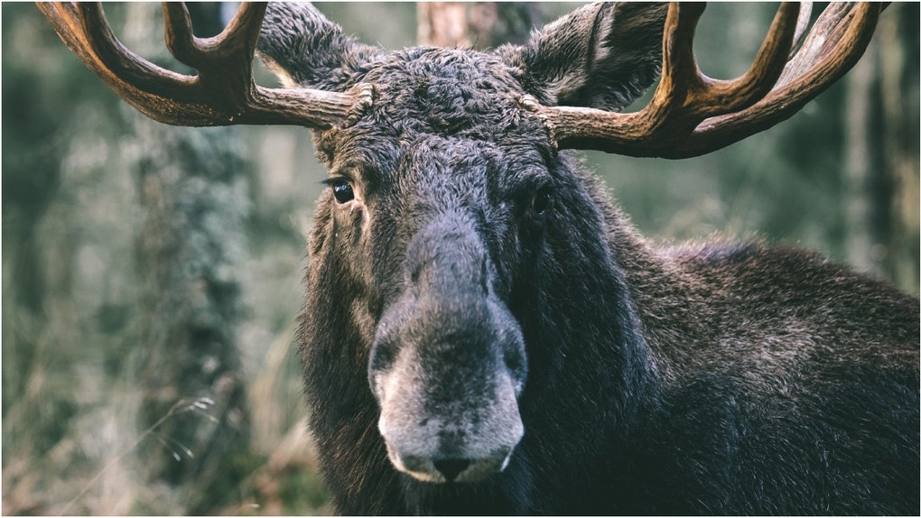 A viral video shows a moose attempting to fight a flagstick on a golf course. Watch the video. What are the reactions? (Credit: Getty Images Creatives)