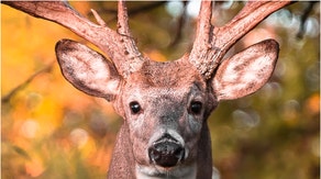 Whitetail deer buck (Credit: Getty Images Creatives)