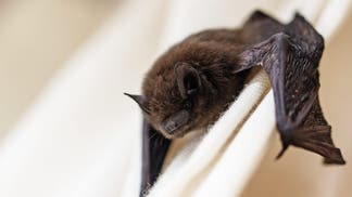 bat