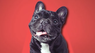 French bulldog