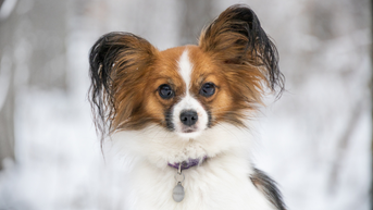 Hiker Rescued From Swiss Glacier Thanks To His Tiny Dog