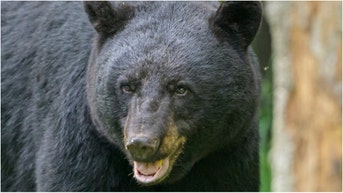 A bear was filmed chasing down wild horses in Canada. Watch the footage. Are wild horses normal in Canada? (Credit: Getty Images Creatives)