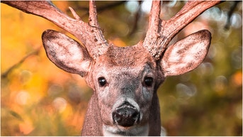 Whitetail deer buck (Credit: Getty Images Creatives)