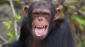 Chimpanzee