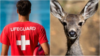 A life guard in Flagler Beach, Florida rushed into the ocean to save a drowning deer. Watch the awesome video. (Credit: Getty Images Creatives and Allen J. Schaben / Los Angeles Times via Getty Images)