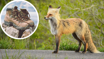 Foxes Won't Stop Stealing Shoes At Grand Teton National Park