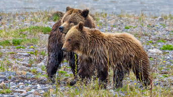 Canada Woman Fends Off 2 Grizzlies With Bear Spray, Saves Husband's Life