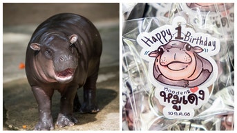 MOO DENG HIPPO