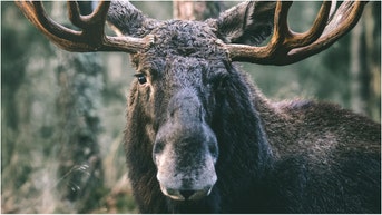 A viral video shows a moose attempting to fight a flagstick on a golf course. Watch the video. What are the reactions? (Credit: Getty Images Creatives)