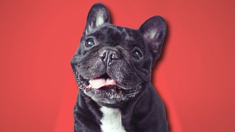 French bulldog