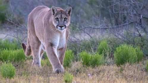 Southern California Woman Reacts Perfectly When Mountain Lion Stalks Her On A Hike