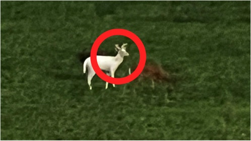 A rare albino deer was spotted in Wisconsin. Check out the photo. How rare are albino deer? (Credit: Domitrz Family)