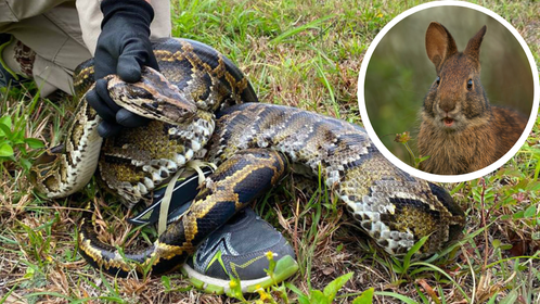 Florida Unleashes Team Of Robo-Bunnies To Battle Giant Invasive Snakes