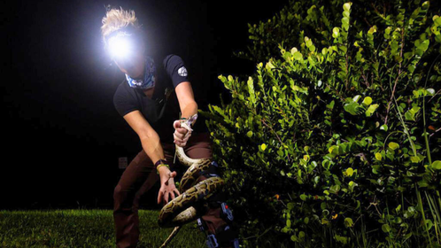 Florida Is Looking For Lunatics Willing To Pay $25 To Wrangle Giant Snakes In The Everglades